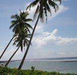 источник https://commons.wikimedia.org/wiki/File:Savai%27i_coastal_scenery_palm_trees_%26_sea,_Falealupo_village,_Samoa_1.JPG