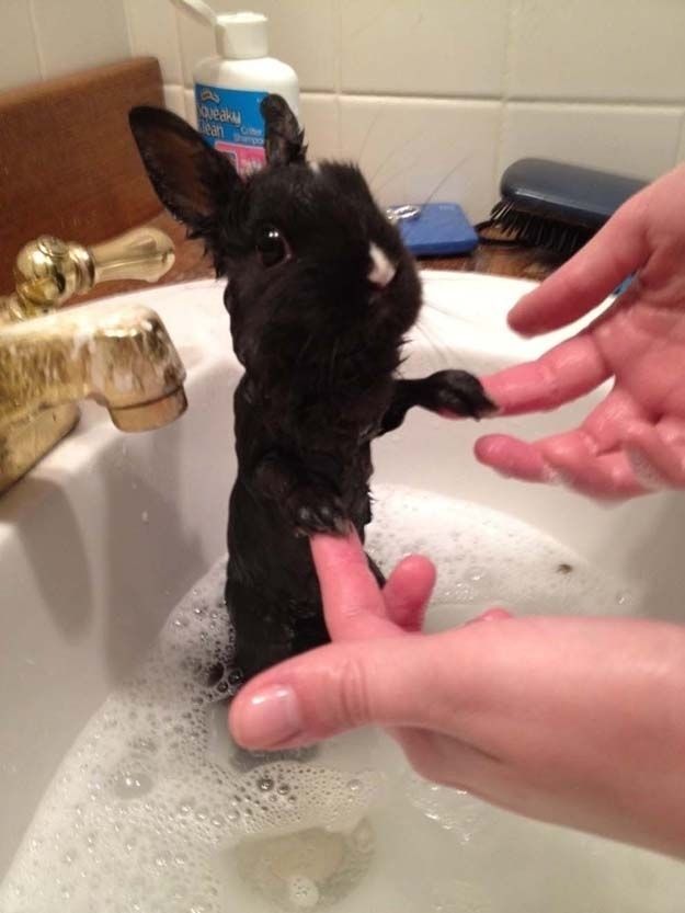 cute 49 Самые мимимишные зверушки из тех, что вы видели