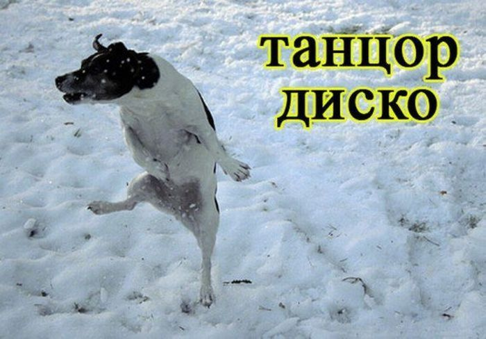 Представители разных профессий, реинкарнировавшие в собак Представители разных профессий, реинкарнировавшие в собак