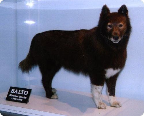 balto Памятники собакам  верным друзьям человека