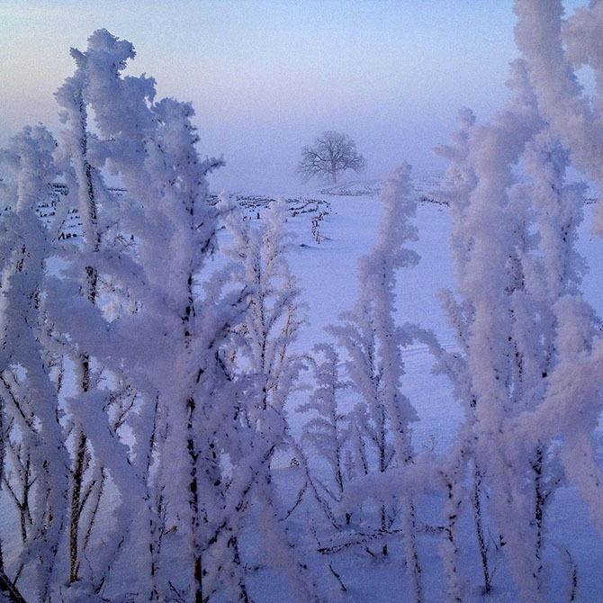 дуб, дерево, зима, закат, природа