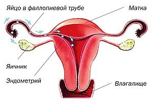 менструальный цикл