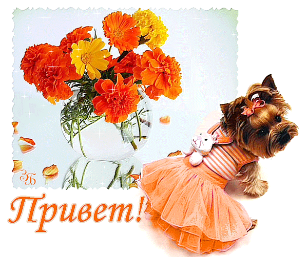Блестящий Привет