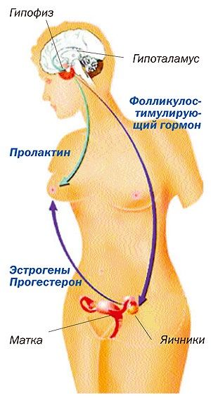 менструальный цикл