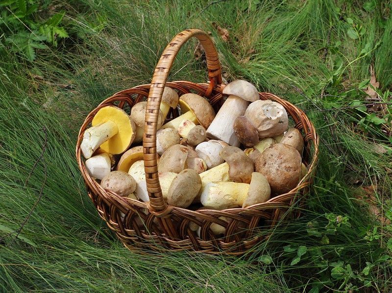 яд, продукт, фрукты, ягоды, овощи