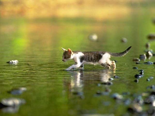 Продолжительность жизни некоторых животных