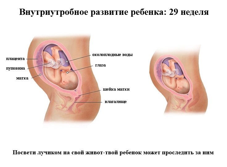 29 неделек