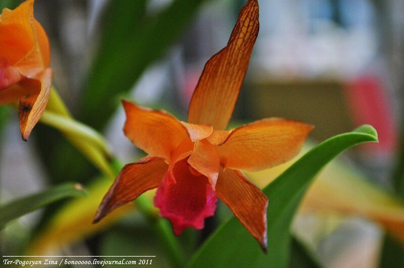Орхидея копенгаген фото