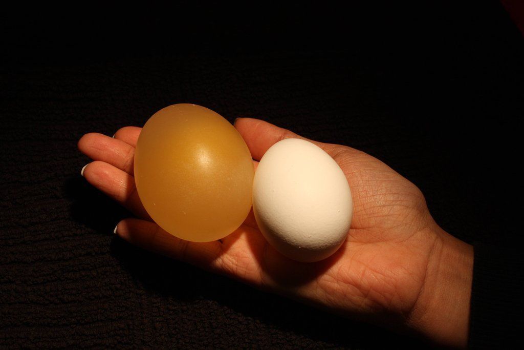 egg09 Эксперимент с яйцом и уксусом
