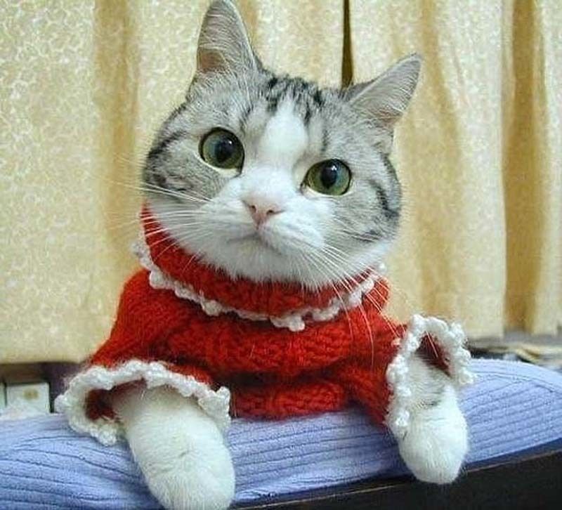 cute 61 Самые мимимишные зверушки из тех, что вы видели
