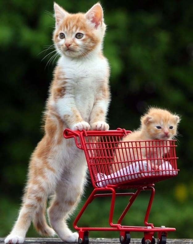 cute 0 Самые мимимишные зверушки из тех, что вы видели
