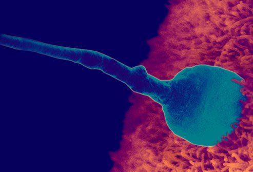 Развитие плода по месяцам : Зачатие 
 
Когда сперматозоид встречается с яйцеклеткой, он ее оплодотворяет. Этот процесс называется зачатие. В этот момент завершается организация генетического материала, включая пол ребенка. В течение трех дней после зачатия, оплодотворенная яйцеклетка (которая с этого момента начинает быстро делиться на множество клеток) проходит через фаллопиевы (маточные) трубы в матку, где крепится к маточной стенке. В этот же момент начинает формироваться плацента, которая будет питать малыша. 
 
Развитие эмбриона на 4 неделе 
 
В этот период беременности становятся более четкими очертания лица и шеи. Продолжают развиваться сердце и кровеносные сосуды. Начинают формироваться легкие, желудок и печень. На этом этапе домашние тесты на беременность показывают положительный результат.