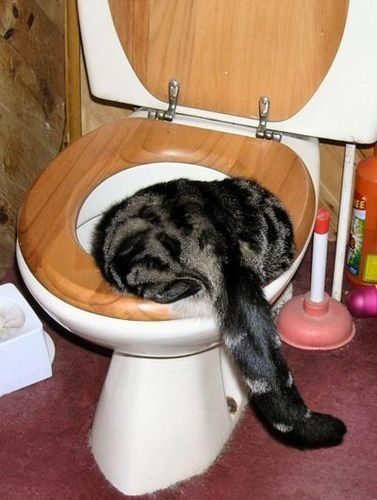 Кошачья умора (33 фото)