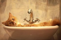 почему кошки боятся воды