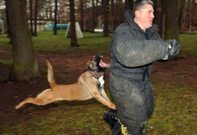 Нападения братьев наших меньших на людей