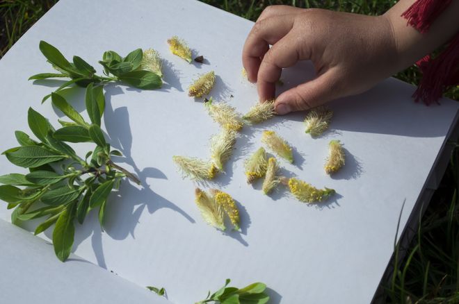 Модный декор своими руками: создаем ботанические картины вместе с ребенком