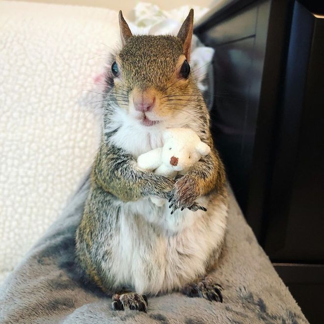   Instagram @ this_girl_is_a_squirrel